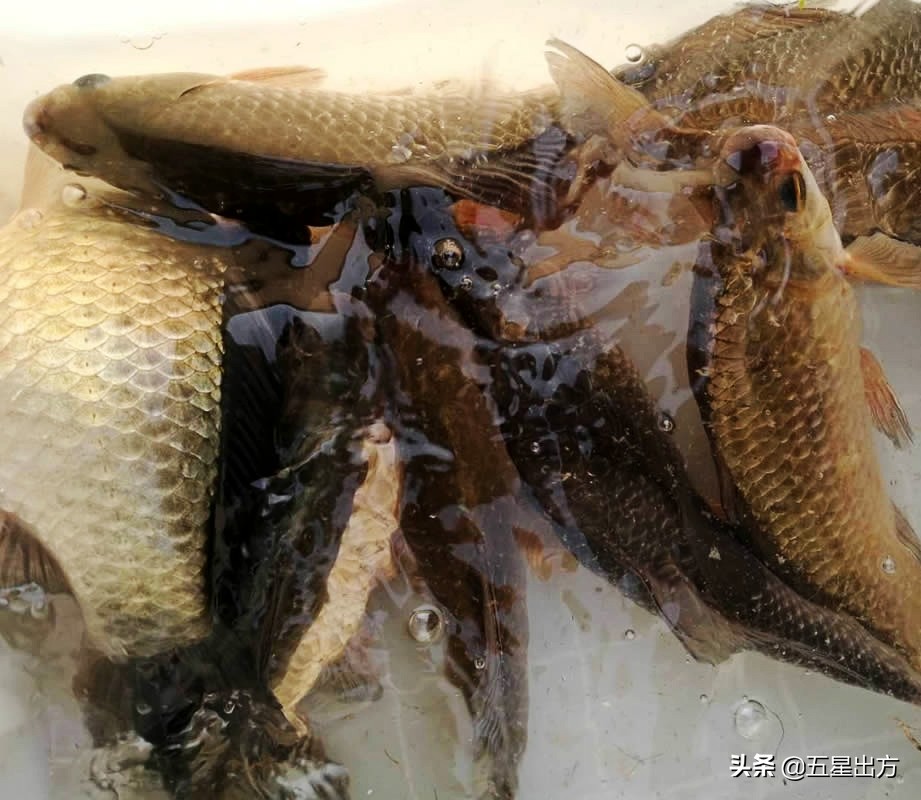 垂钓打窝打在什么位置,垂钓窝子