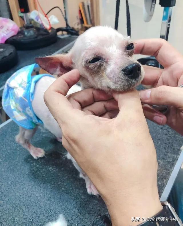 约克夏邋遢吗,约克夏脏兮兮