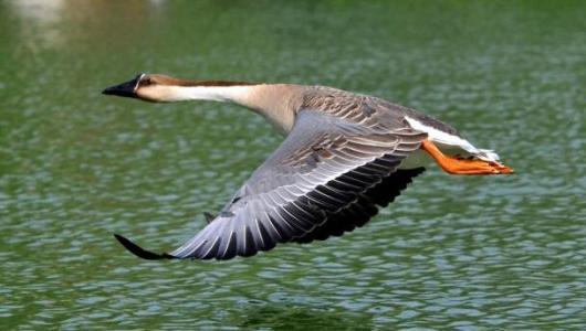 大雁的养殖前景浅谈,大雁养殖利润与前景