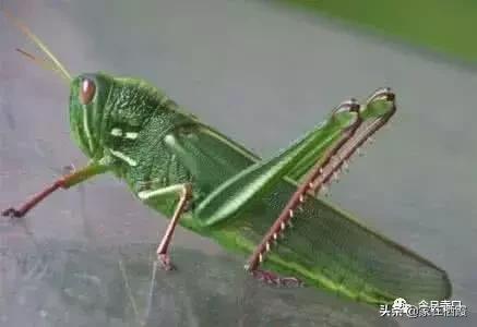 栖霞的美食,栖霞有哪些好吃的美食