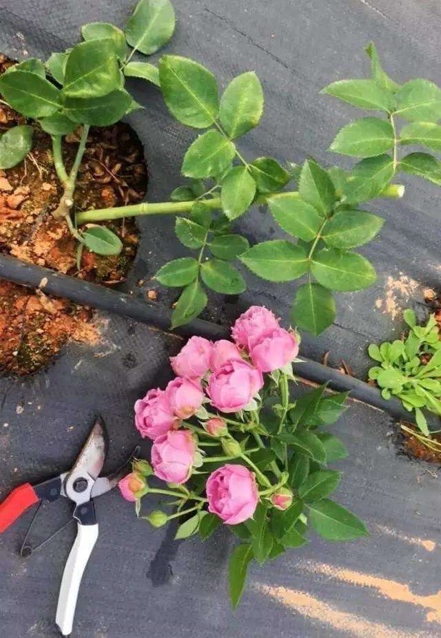 养月季，有6个“技巧”，花苞常常有，成开花机器，开花不停