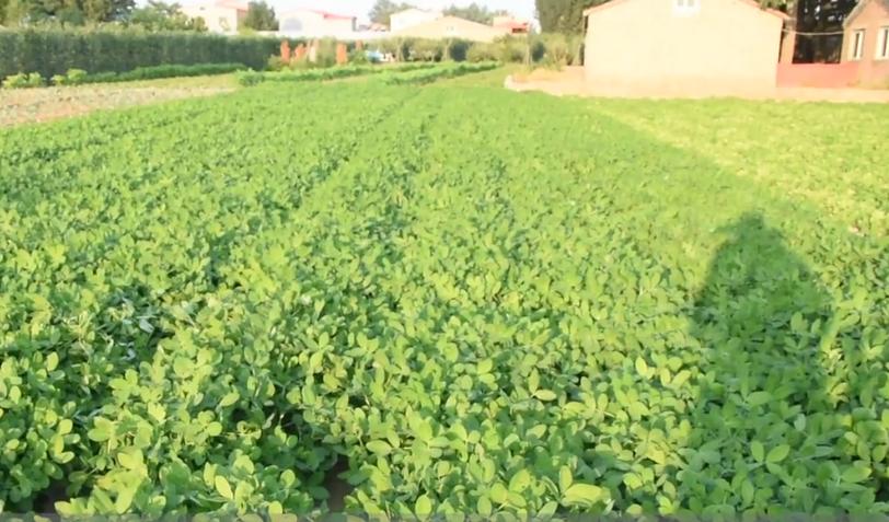 花生怎样种植才能高产的技巧,花生种植时间高产技术绝招