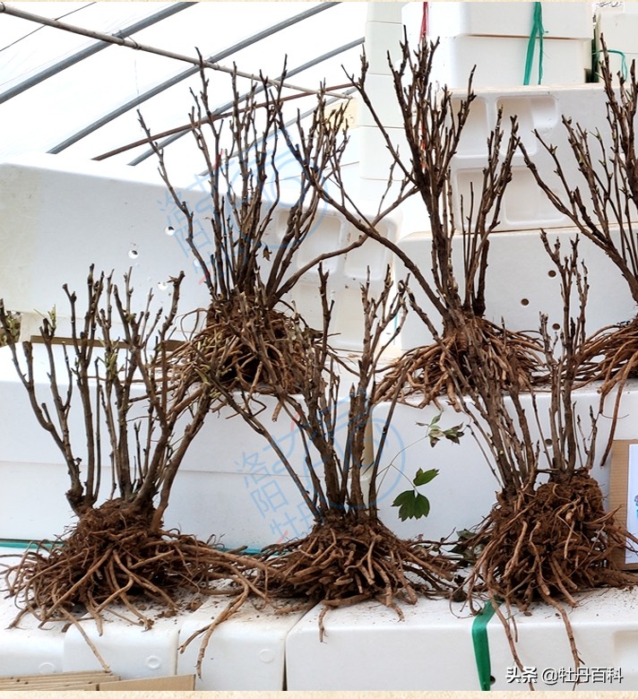 粉色牡丹什么品种好养,西南牡丹太平红