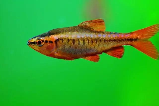 灯鱼草缸造景教程,草缸造景养什么鱼