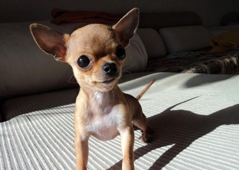 什么狗狗不臭又好养,10种无体味不掉毛的狗狗