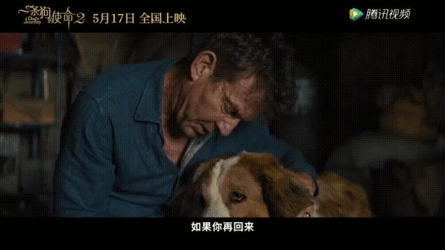 狗狗的第二次重生怎样取名字,狗狗轮回的一生