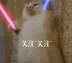 巴哥犬的智商高吗,巴哥犬智商怎么样好养吗