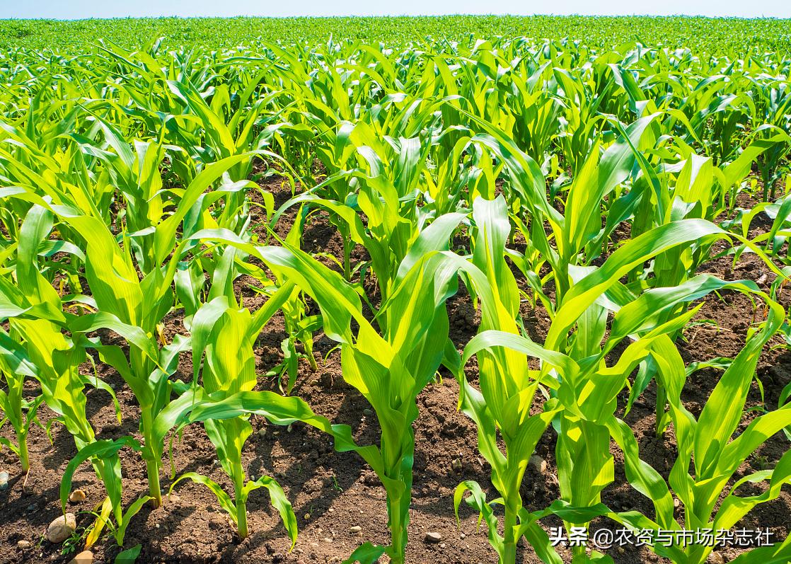 鐢伴棿鏄ラ鍚瑰張鐢熺殑鏉傝崏,鏄ラ鍚瑰張鐢熺殑鏉傝崏