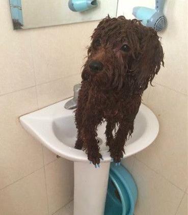 新手饲养泰迪犬的四大关注事项,新手养泰迪犬需要关注些什么