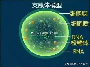男性支原体感染会导致女方不孕吗,支原体感染引发不育
