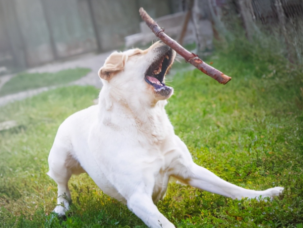 经常打狗狗会怎么样,经常打狗狗还对你有感情吗