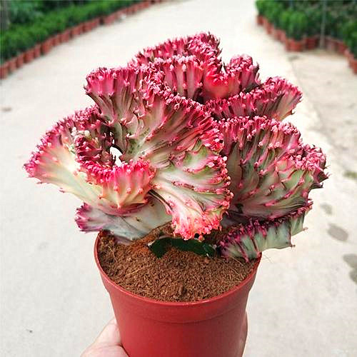 彩春峰嫁接时包扎伤口吗,彩春峰嫁接