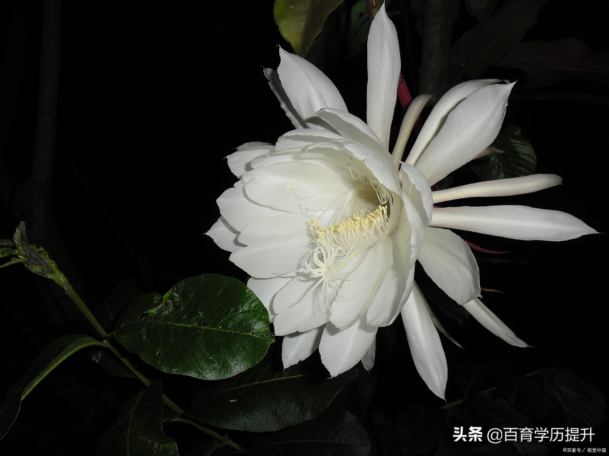 菏泽函授本科考公务员,函授本科可以考编制吗