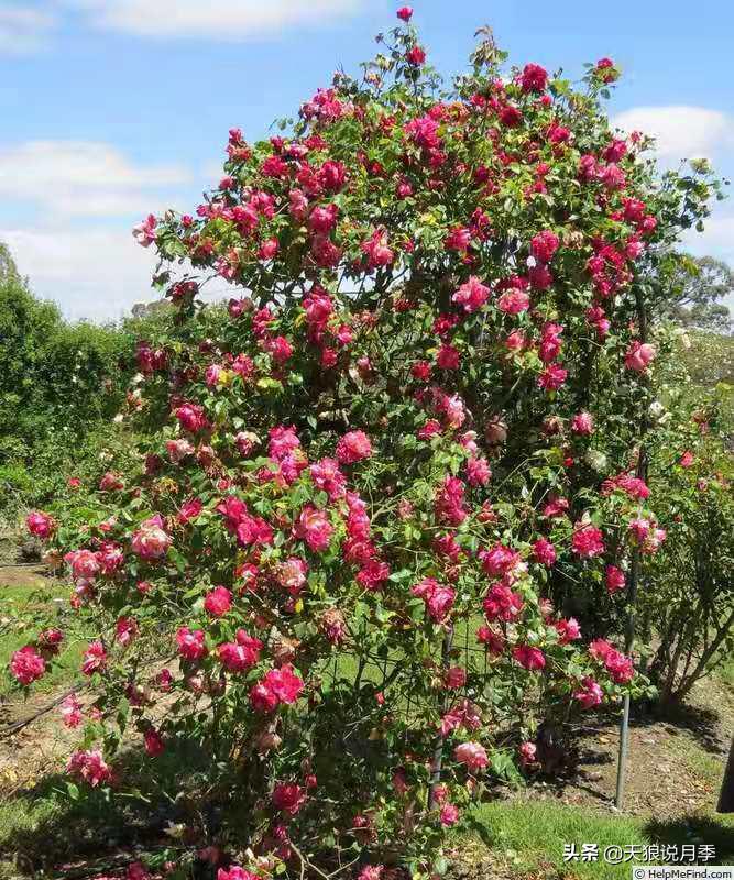 怦然心动的万人迷月季，原来从它而来（终篇）