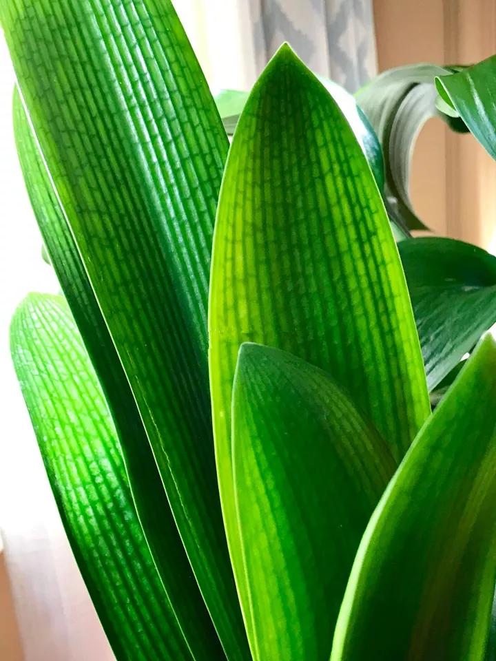 花卉叶子喷什么水好,什么溶液喷花卉叶子最好