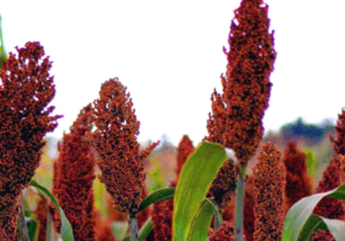 高粱高产高效栽培技术有哪些,高粱的种植田间管理和病虫害防治