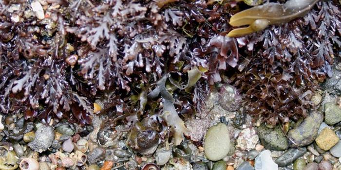 海藻肥高产方案,海藻肥改良土壤