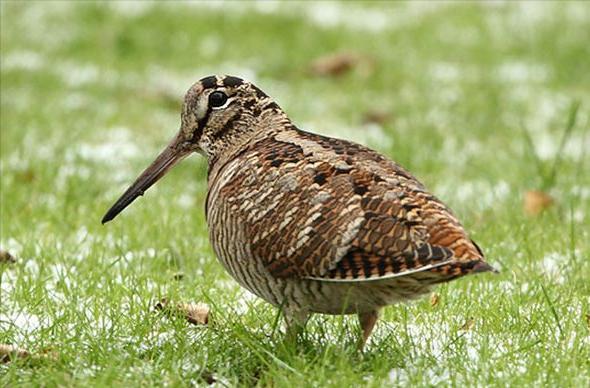 东江揽胜,惠州淡水常见鸟类图谱