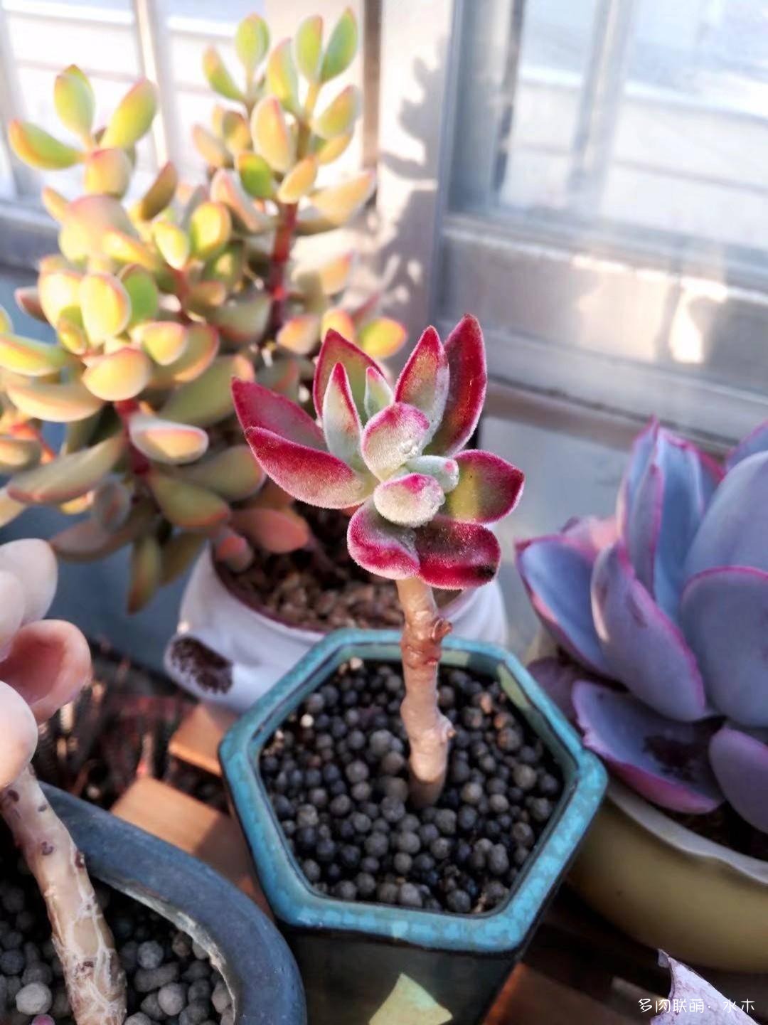 才两个月，多肉的颜值就被夏天偷走了