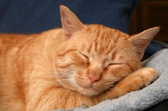 养猫攻略16件养猫好物推荐,养猫必备攻略