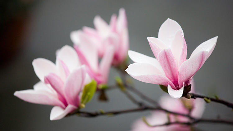 新中式客厅茶室一体屏风,茶室隔断屏风2022年新款半圆形