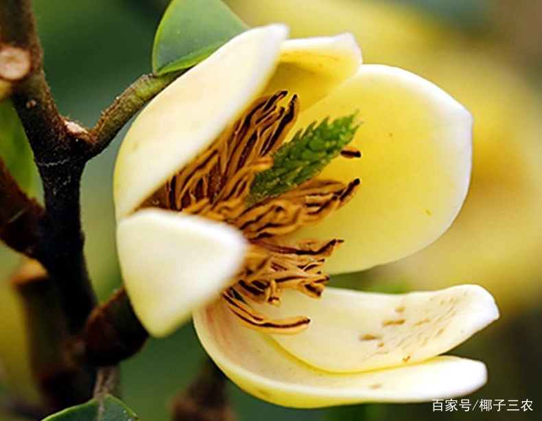 含笑花的繁殖方法和关注事项视频,含笑花的养殖方法和关注事项