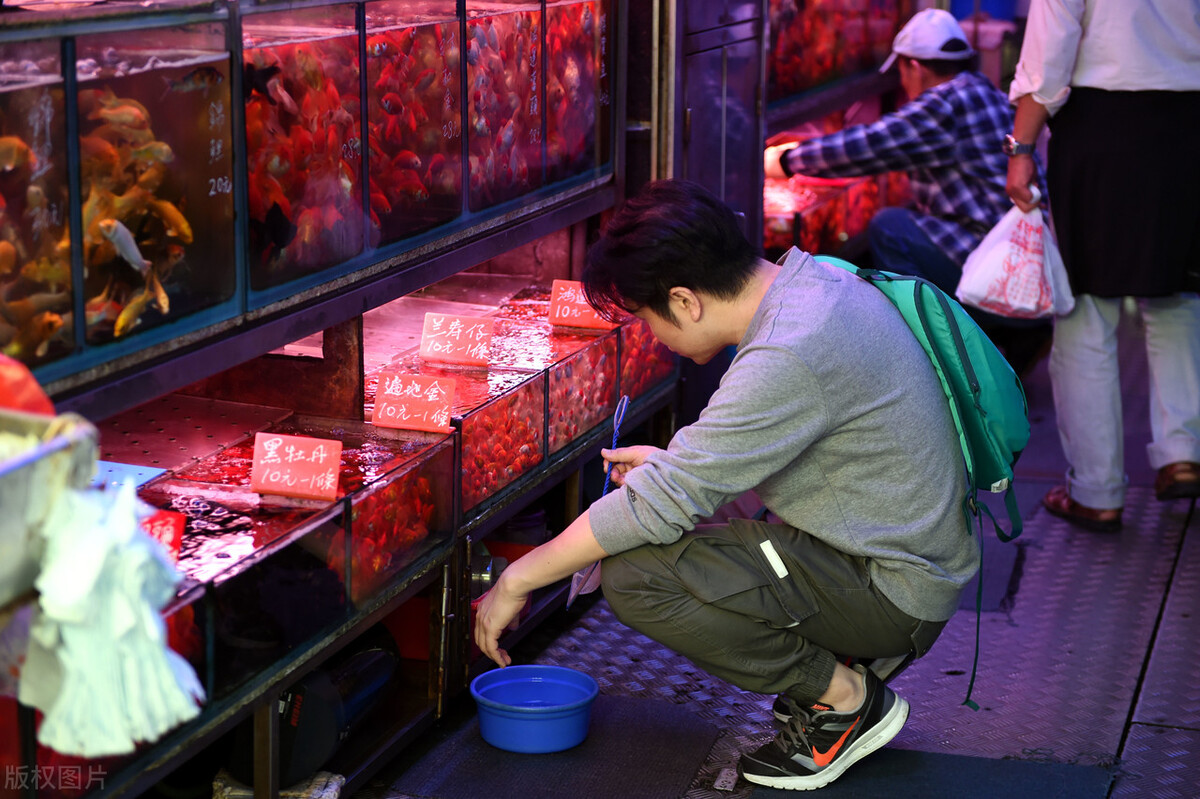 现在的金鱼为什么不好养,你以为养鱼很优秀吗