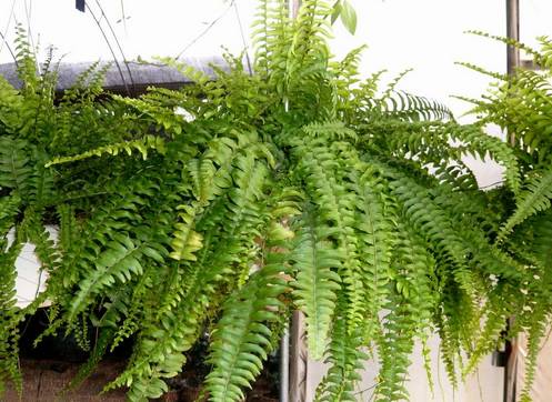 50种常见花卉浇水技巧,50种花卉种植技巧