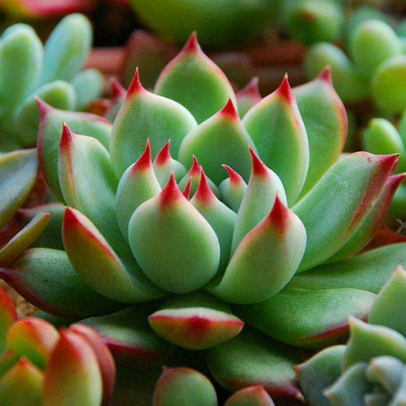 多肉贝瑞夏天如何度夏,麦秆多肉夏天好度夏吗