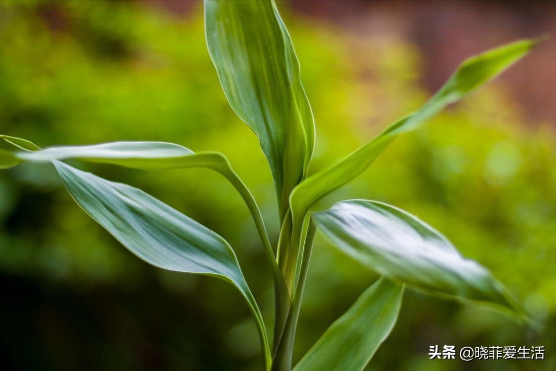 招财转运富贵竹怎么养时间长,家中养5种竹富贵不俗护家祥瑞