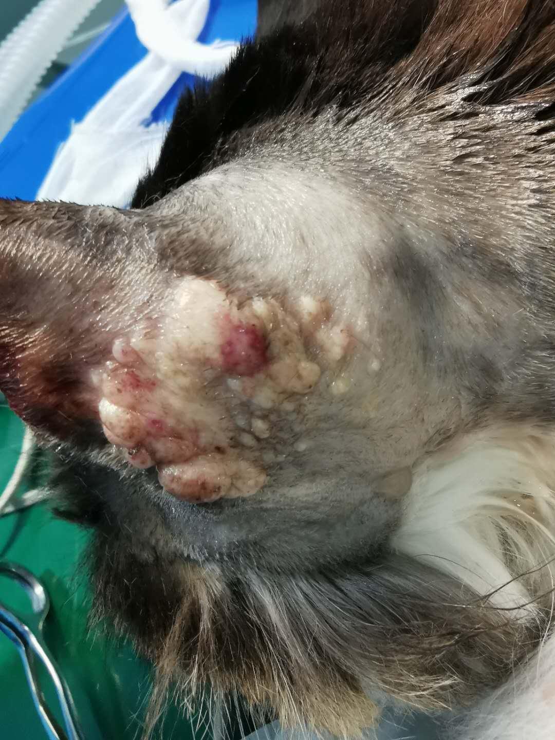 猫咪耳廓有个鼓包是怎么回事,猫咪耳根部长了个大包