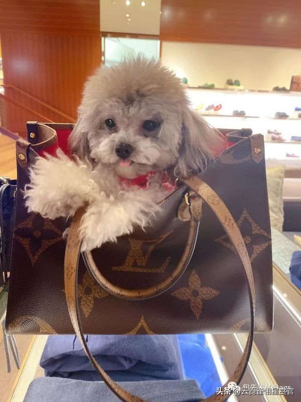 大家的包包和宠物，都太可爱了！