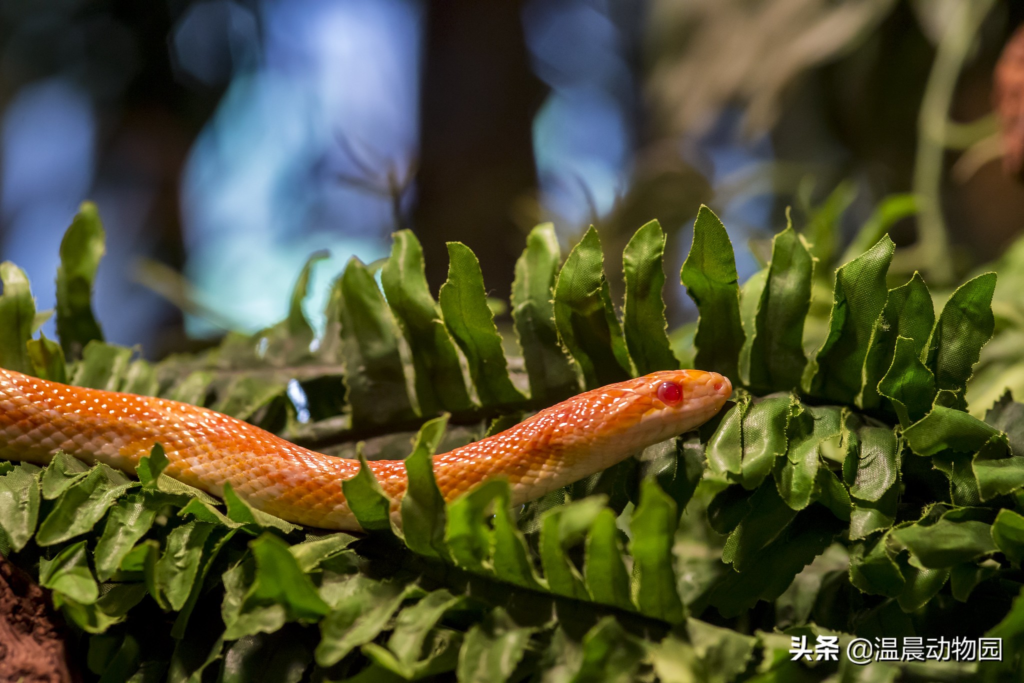 宠物蛇饲养指南,宠物蛇饲养常识有哪些