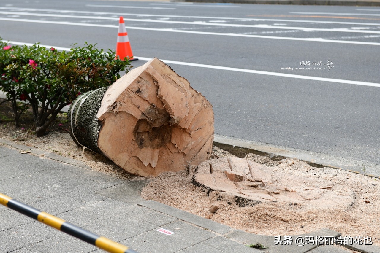 萁田森林公园和大阪的省钱之旅|行摄日本