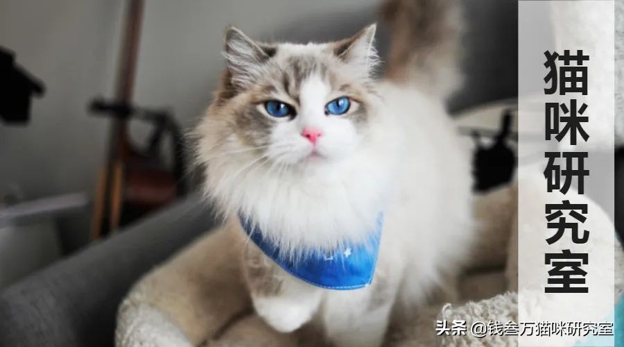猫咪绝育生化检查坑人套路,猫绝育手术后的关注事项