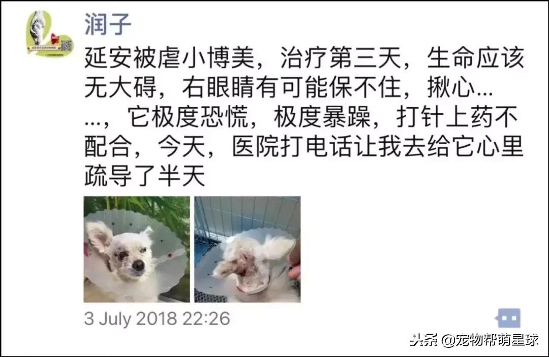 博美小狗被打视频,人们暴打博美犬