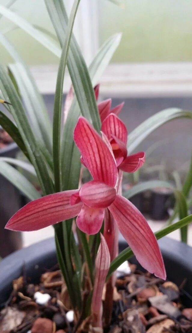 贵州兴义最出名的兰花,贵州兰花红舌头