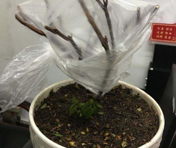 杜鹃花怎么养不长虫,杜鹃花怎么养才不掉枝呢