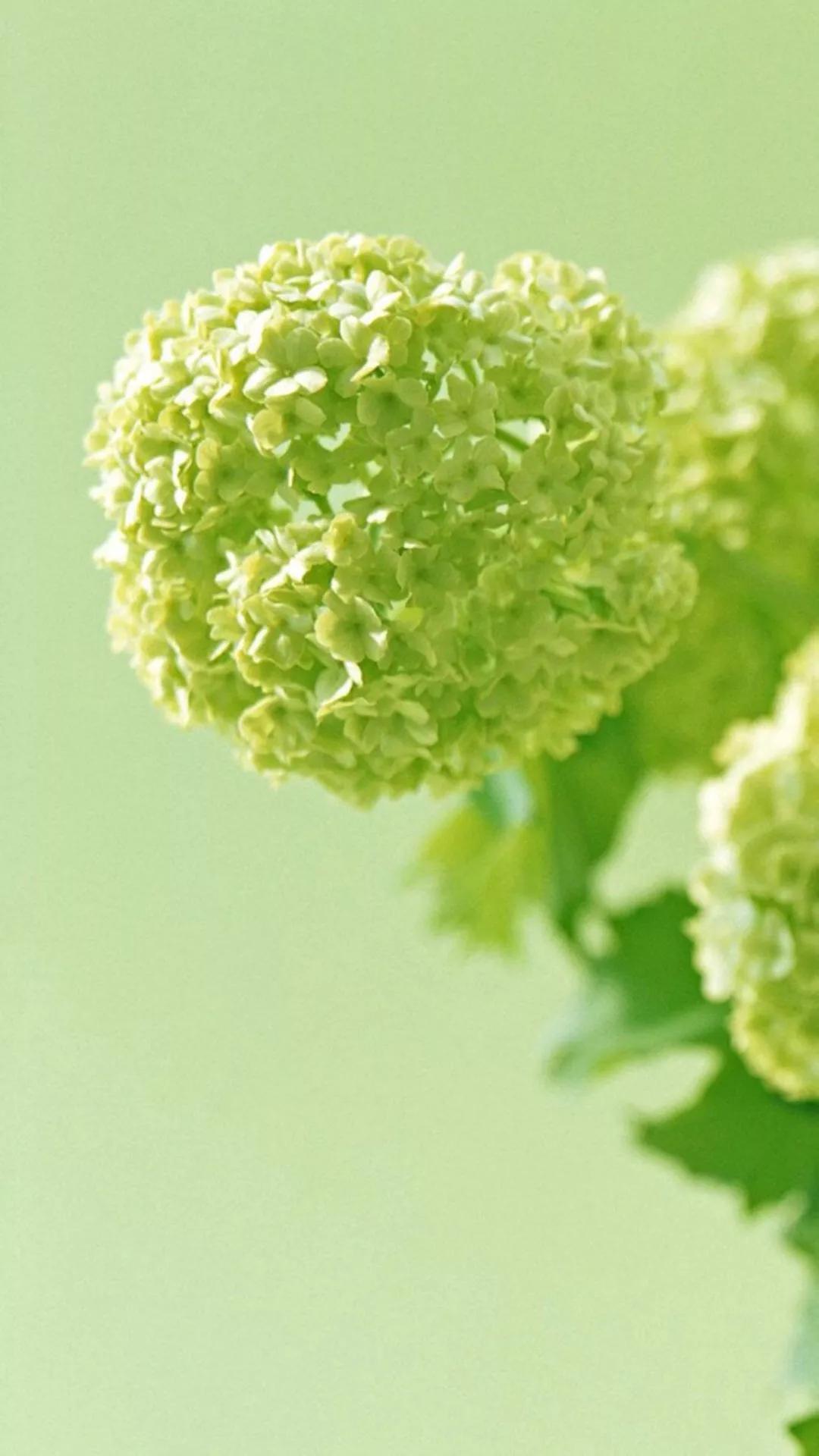 什么颜色的壁纸保护眼睛,保护眼睛的绿色壁纸唯美高清