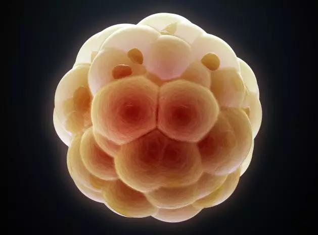 如何养好女性的卵巢,女性怎么养卵最有效