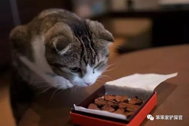 猫感冒吃感冒灵颗粒可以吗,猫感冒吃土霉素可以吗