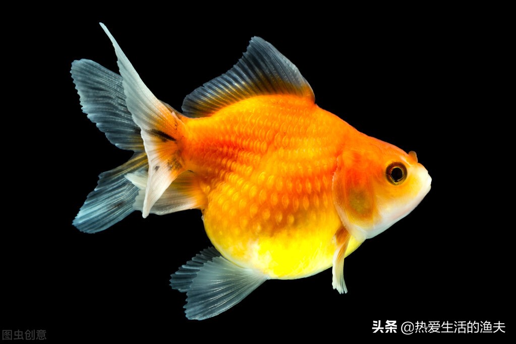 母金鱼产卵前有什么征兆,金鱼产卵在鱼缸怎么孵化