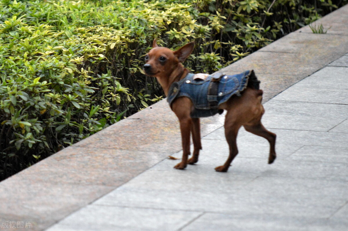 小鹿犬的训练方法,如何训练6个月的小鹿犬