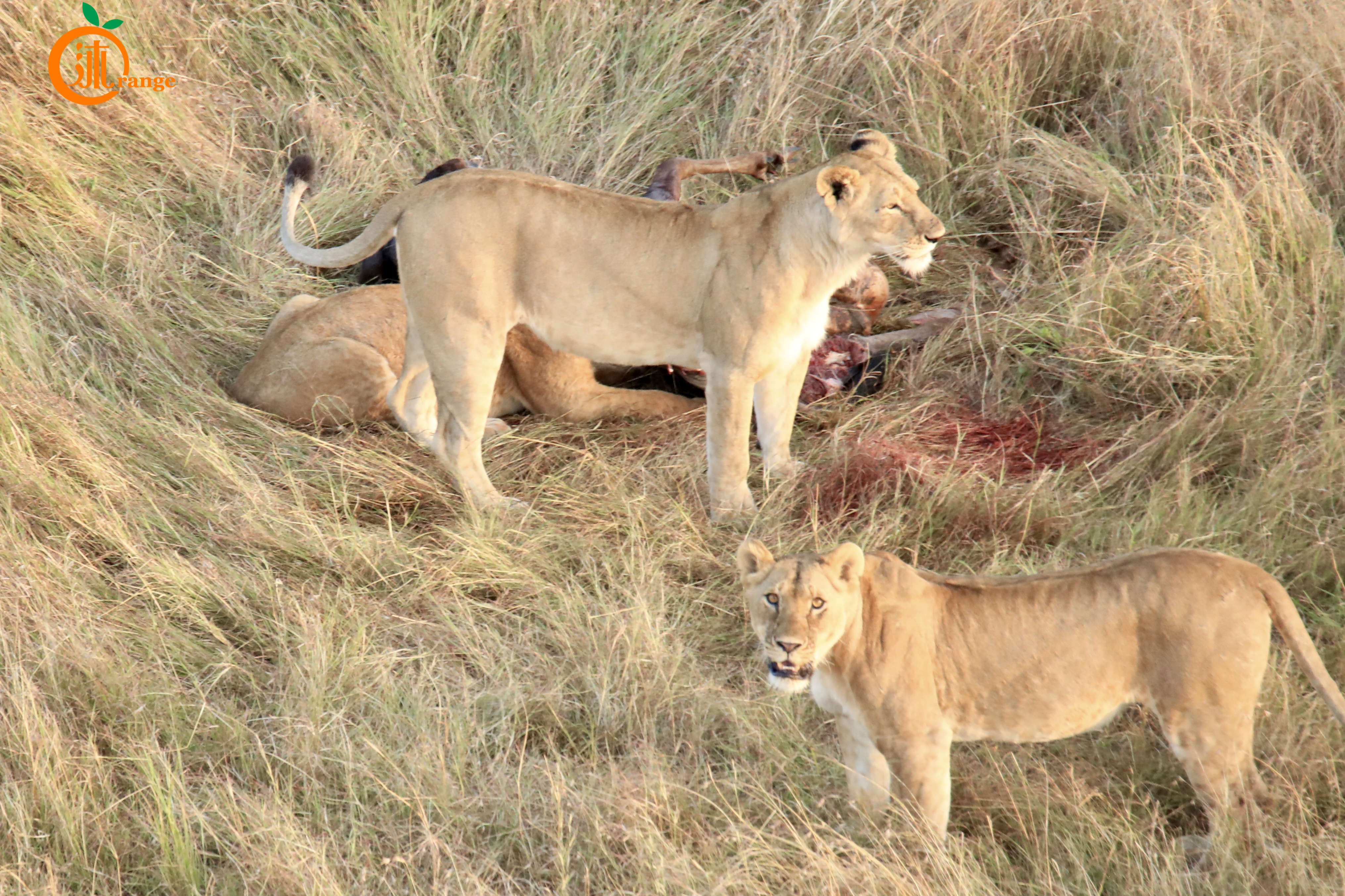 世界上最贵热气球多少钱一个,世界上最贵的热气球多少块钱