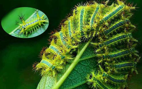 小时候常见又叫不上名的动植物，你们老家怎么说？满满的童年回忆