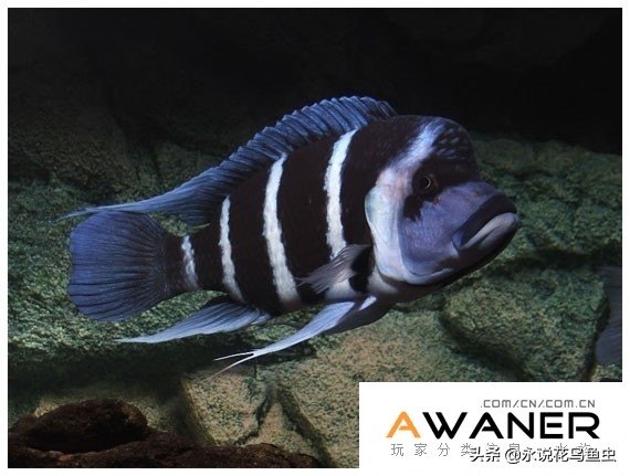 慈鲷鱼分类,慈鲷科鱼都是包括哪几种