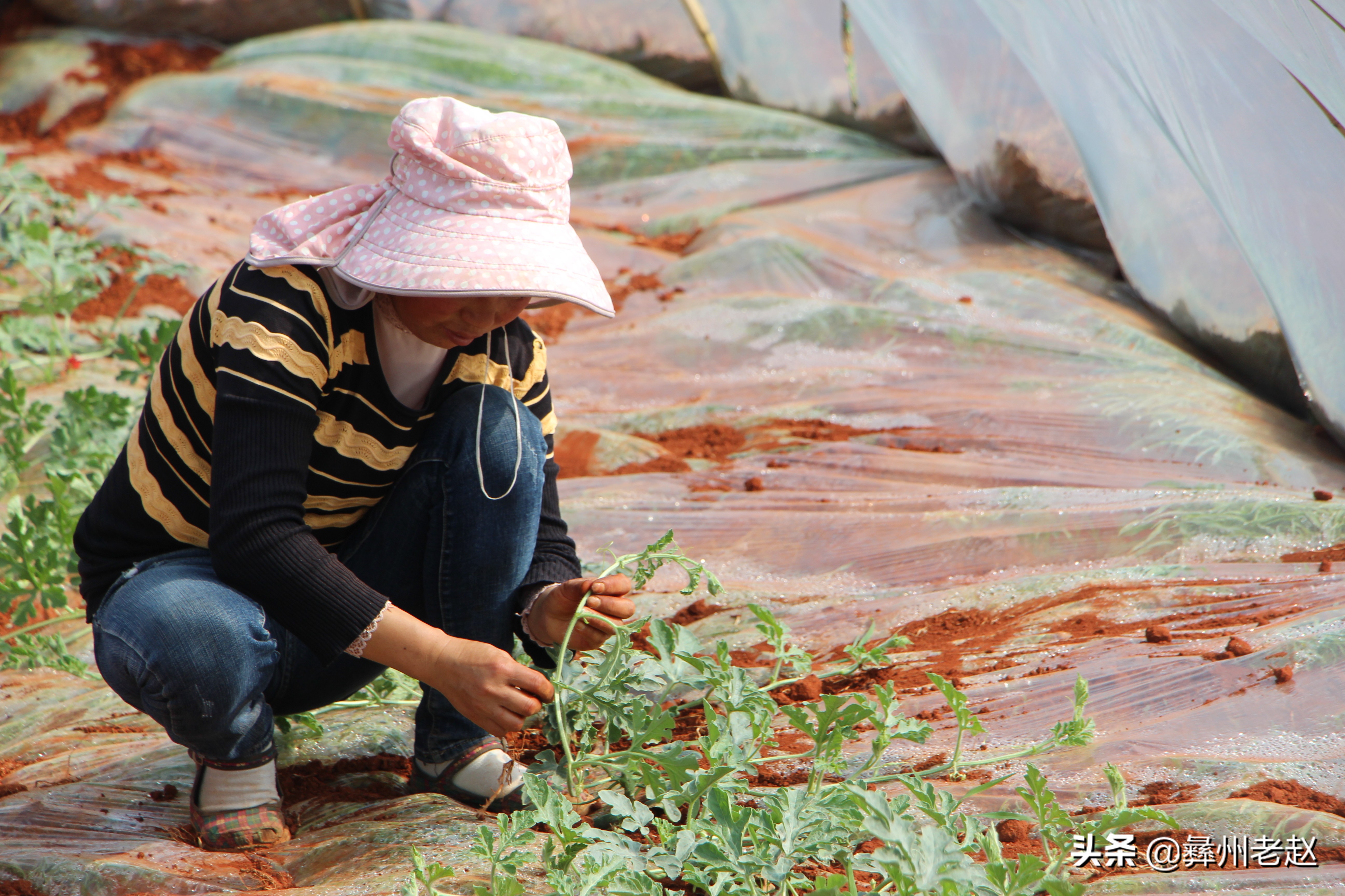 西瓜大蔓整枝能不能长大,西瓜压蔓整枝疏果等管理方法
