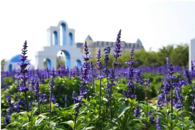 去百万葵园旅游,带小孩去百万葵园玩