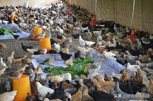 大棚桑蚕养殖新技术,养蚕提质增效技术