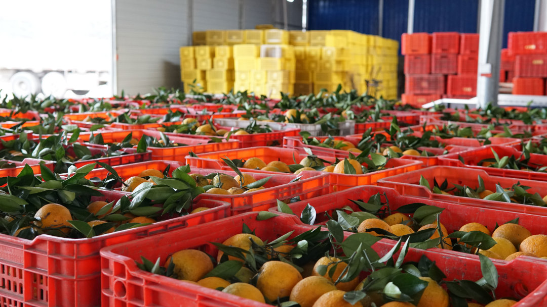 橙子干水了,橙子里面干水是什么原因